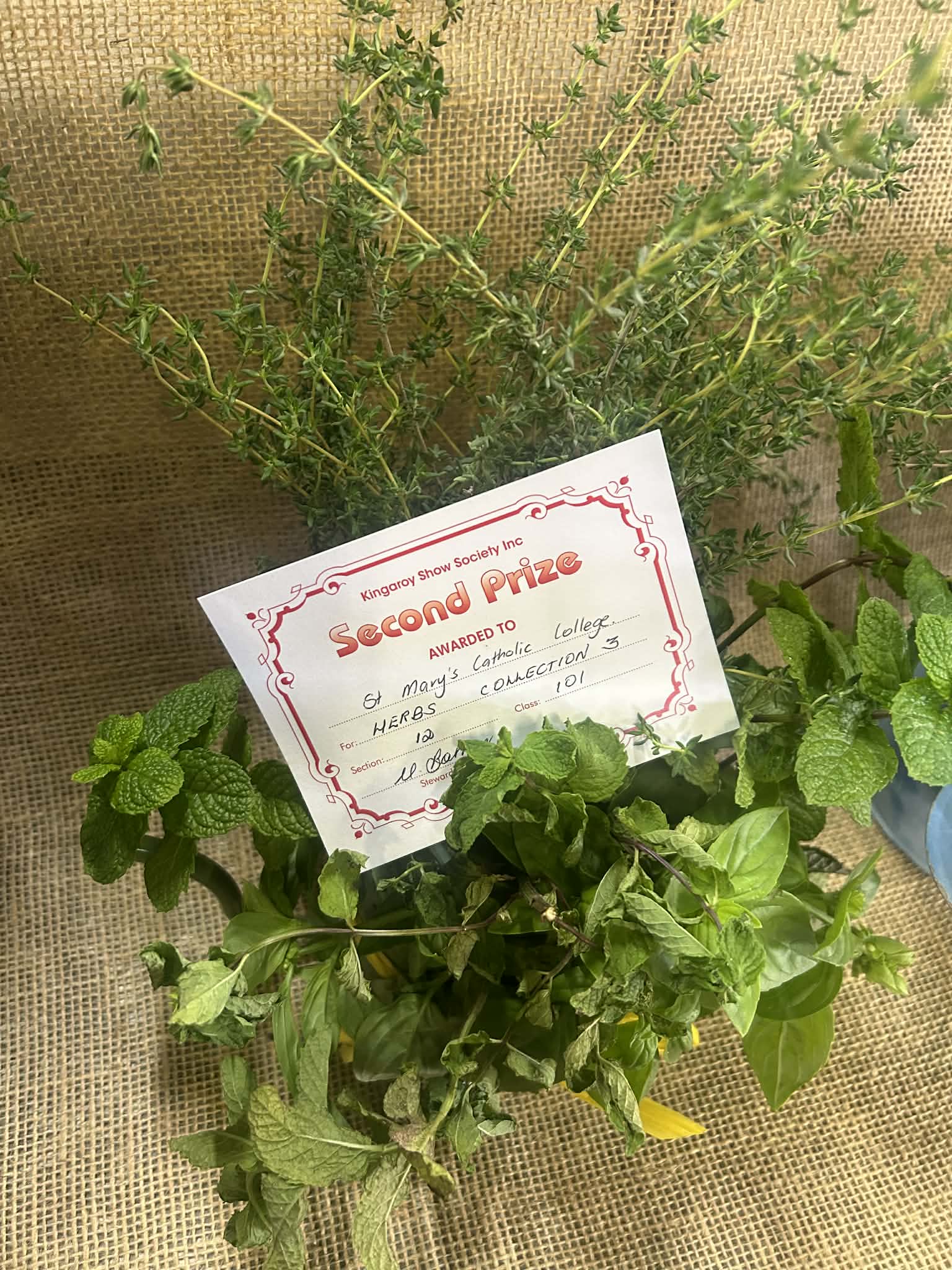 &copy; Green Thumbs and Golden Eggs Herb Entry Kingaroy Show 2026