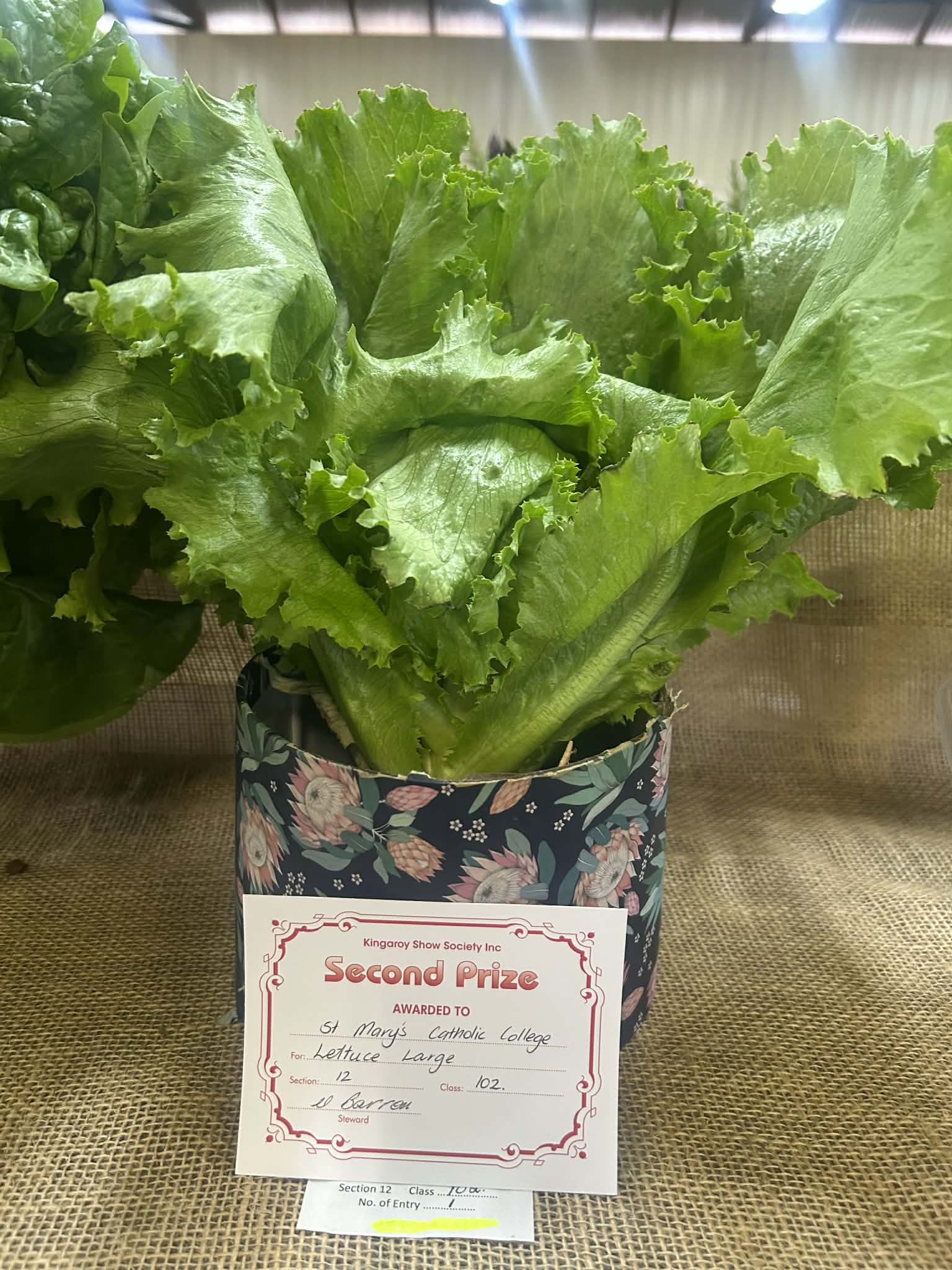 &copy; Green Thumbs and Golden Eggs Lettuce Entry Kingaroy Show 2026