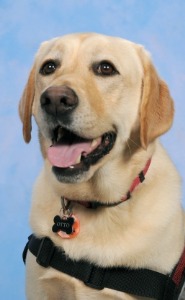 Otto - Service Dog
